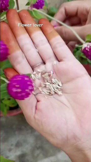 How to collect gomphrena seeds ....#shortvideo #gardening
