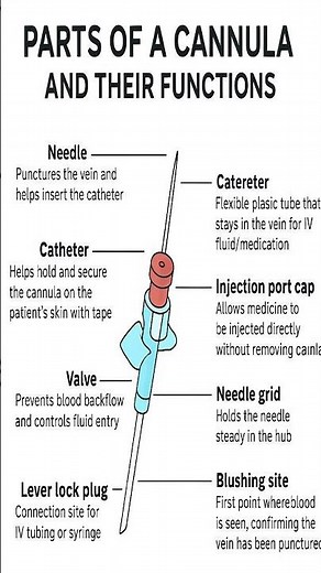Parts of cannula and their functions.Learn before its too late for nurses & phelebotmist