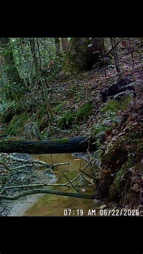 Coyotes on the Creek.
