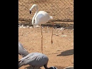 جولة في مزرعة الحيوان