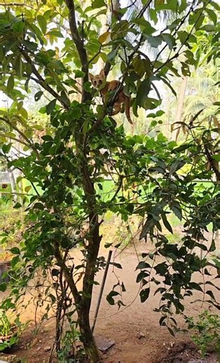 This Cat Is Too Dramatic🔥🥹🥹 #kerala #shortvideo #cat #catlife #shorts #catvideos #catshorts