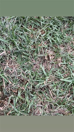 Videos de Frida French Poodle (@fridapoodledog) con “Stolen Dance (Instrumental) - Milky Chance”