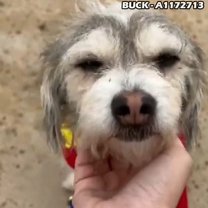 1.4K views · 82 reactions | Report cards came in! KCAS dogs on the Streets Of Bakersfield! (Part 1) These dogs thrived on their field trips out of the shelter! Big dogs, small dogs, scruffy dogs, lazy dogs, playful dogs! Which one is your favorite? They ALL needs homes! #StreetsOfBakersfield #DoggieFieldTrip #Adopt #Foster #Rescue | Kern County Animal Services | Facebook