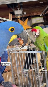 3.3K views · 369 reactions | A hyacinth Macaw teaching a Military Macaw How to crack a very hard Macademia Nut! #happyplace #hyacinthmacaw #goldenconures #goldenconureofinstagran #hyacinths #hyacinthmacaws #birds #parrots #goldenconure #goldenconures #goldenconureofinstagran #hyacinthmacawsofinstagram #catalinamacaws #macaw #macawsofinstagram #macawsofig #macaws #parrotsofinstagram #parrotslife #bird #birdsofinstagram #birds | Carolin von Petzholdt | Facebook