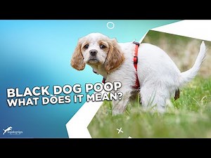 Black Dog Poop: What Does It Mean?