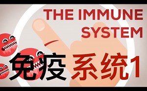 【Kurzgesagt】双语·免疫系统详解：细菌感染 The Immune System Explained I Bacteria Infection