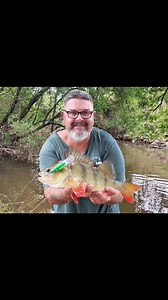 MASSIVE redfin that I caught a while back while targeting Murray cod. 🎣🐟😲 #redfin #bigfish #perch #Fishing #perchfishing | Robbie Alexander Photography and Fishing