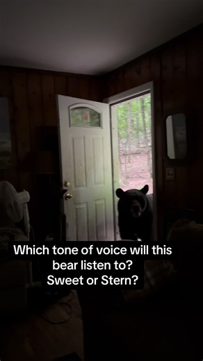 Bears react differently to the tone of my voice. Did this bear listen to my sweet voice or my stern voice? #bear #wildlife #animals #nature #fyp