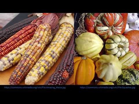 Social Studies 3rd Grade Early American Indian Cultures P1 Content Video