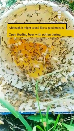 174K views · 777 reactions | Although it might sound like a good practice, open feeding bees with pollen during autumn is a pretty bad choice, and not only because of robbing but you can also spread diseases For full videos, check these channels: @brooksmillfarms7087 - YouTube @buttsbeesllc4063 - YouTube @alabamacba @brianschrombeck9618 #fblifestyle | OneQueen.ro | Facebook