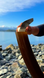 You asked... and asked, and asked... and we listened. Reintroducing a classic: SPICY KELP PICKLES 🌶️ 🔥 🌊 Your beloved kelp pickles leveled up with a serious smack of tongue sizzling heat. Grab this super limited release fast before they’re gone. Made with kelp grown and harvested along the coast of Alaska, each crunchy ring comes from regenerative kelp farms and harvesters we’re proud to support. Tangy, spicy, and borderline addictive - your challenge is not eating the whole jar in one sittin