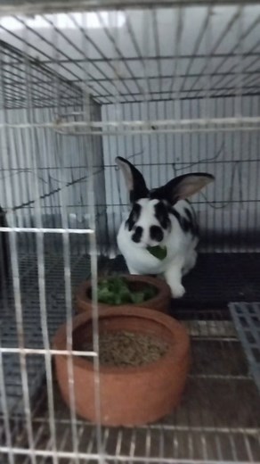 Trio indukan kelinci di kandang🤩 #kelinci #peternakkelinci #rex #fyp #viral | Adi Rabbitry