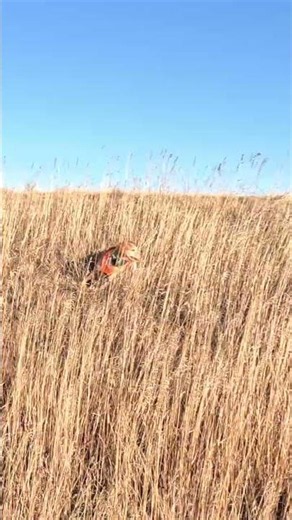 Bird Hunting | Simple Hunts S160 | #birddog #birdhunting #hunting