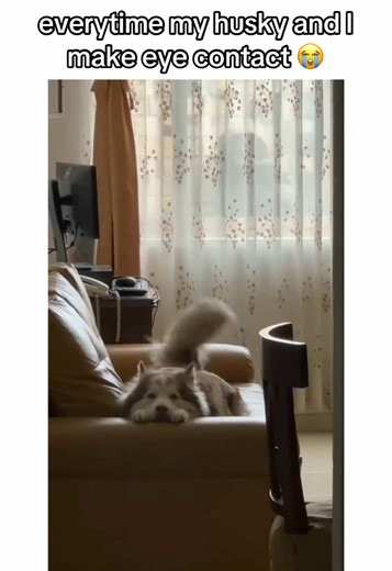 Well hello there, buddy 😁#creatorsearchinsights #husky #huskies #siberianhusky #petsoftiktok #dogsoftiktok #brownhusky #cutedog #cutehusky #puppiesoftiktok #huskiesoftiktok #dog #talkinghusky #dogvideos #huskylife #dogs #cutehuskies #cutepuppy #puppytiktok #cutedogs