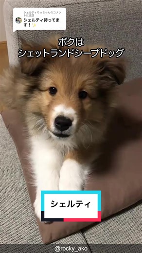 シェットランドシープドッグ（シェルティ）の魅力