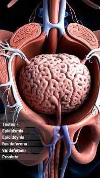 "Human Reproductive System Explained | Powerful 90-Second Documentary | Male & Female Anatomy"