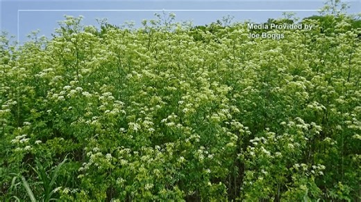 Plant poses deadly risk as it blooms across Ohio