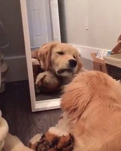 bamboozled by mirror | Bamboozled Again