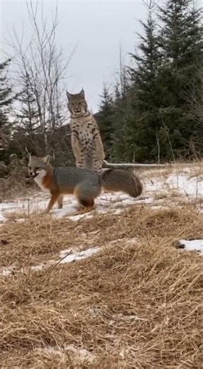 Incredible Moment a Lynx Stands Up to a Fox in the Snow