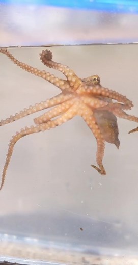 Made a new friend in the rockpools today 🐙🌀🤍 #octopus #fish #animaltok #fyp #foryou #animals #fishing
