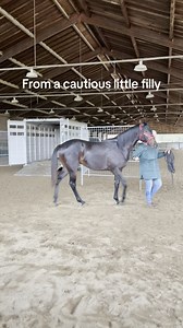 From a cautious little filly… to a brave young horse. During our Intermediate Horsemanship Course, students watched this young filly learn to trailer load with confidence — no force, no fear, just communication. 🕊️ This is the heart of Monty’s methods: giving the horse time to think, offering choice instead of pressure, and building a foundation of trust that lasts a lifetime. From Intro to Advanced, every level of our Horsemanship Courses teaches the skills every horse person should know — and