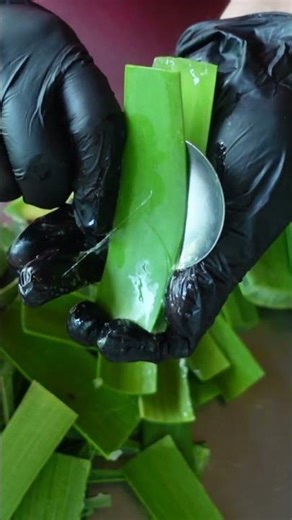Why Aloe Vera Is Perfect for Sunburns #aloevera #aloeveragel #aloeveragelforskin