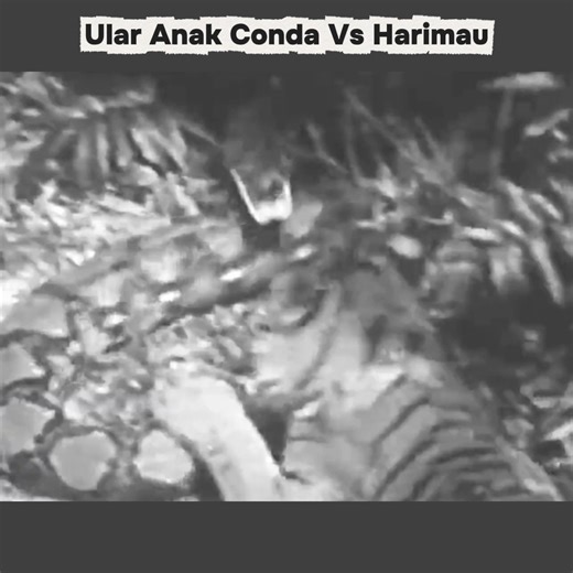 Ular Anak Conda Vs Harimau | Animal Life