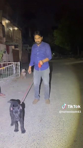 Cane Corso Breeding Insights and Practices