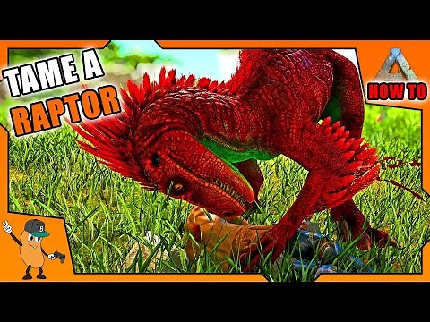 HOW TO TAME A RAPTOR IN ARK | Beginners Guide To Ark | [How To Ark]
