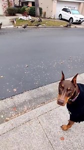 1M views · 5.8K reactions | Ruby has a big prey drive so I'm always working on her impulse control. Best way to do train that is with the wild turkeys in our neighborhood | Rubydoobydo | Facebook