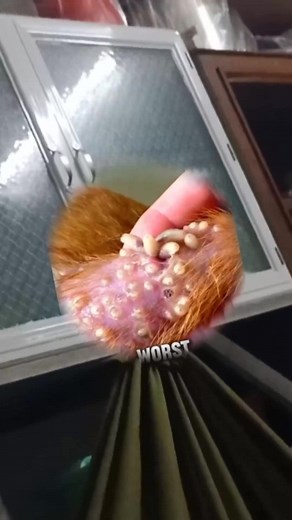 Botfly Removal: A Satisfying Cleaning Experience