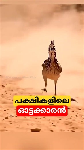 പക്ഷികളിലെ ഓട്ടക്കാരൻ