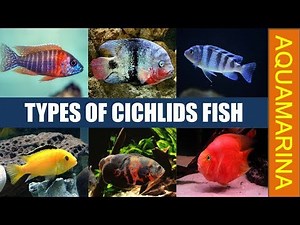 Most popular varieties of cichlids | Types of cichlid Fish | #aquamarina #aquamarinafish #cichlid