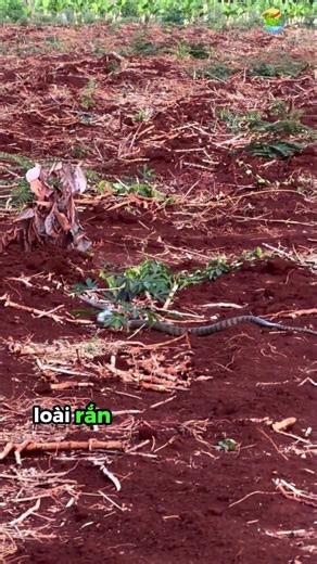 Rắn Hổ Trâu Bò Ngoài Vườn – Sát Thủ Diệt Chuột Cực Nhanh