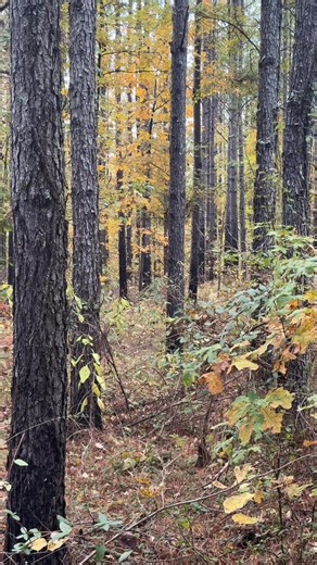 ‼️Tallahatchie 343 Turkey Alert‼️ This property is loaded with big timber and lots of wildlife. Come check it out! #TheSmallTownWay Wilson Britt, Land Specialist SmallTown Hunting Properties & Real Estate 662-299-2367 cell 662-846-1425 office wilson@smalltownproperties.com | Wilson Britt - SmallTown Hunting Properties & Real Estate - 662.846.1425 | Facebook