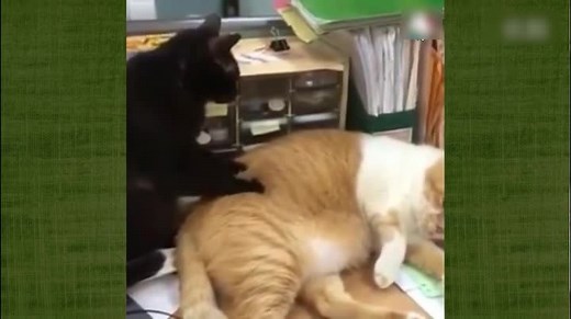 猫咪搞笑视频合集 小动物好可爱