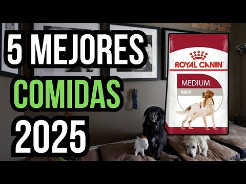 Las 5 mejores comidas para perros [2026]