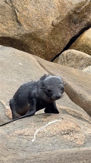 YEEWEON ADVENTURES on Instagram: "Had a pretty cool sighting down near Betty’s beach Western Australia A young Arctocephalus forsteri pup ( fur seal pup ) Just claiming over the road for a fish and woke the young pup up!! . #bettysbeach #westernaustralian #arctocephalusforsteri #sealife #ocean"