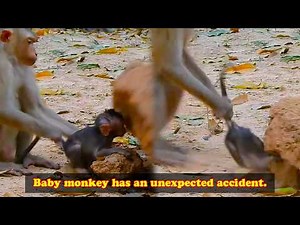 The baby monkey was unexpectedly injured when a large rock fell on it.
