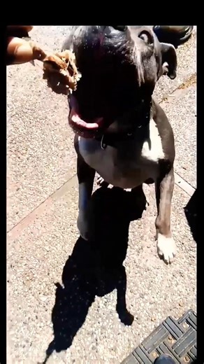 Dog Training: Only Reward Good Behavior