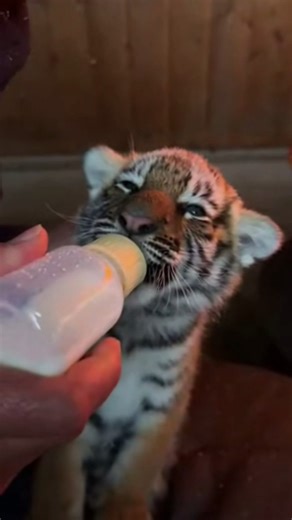 At –71°C, an Old Grandma Risked Her Life to Save a Tiger Cub ❄️🐯#FrozenRescue #shorts #AnimalRescue