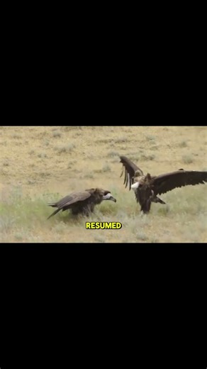 Leopard and Mice Sharing a Meal on the Grass.