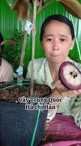 550K views · 4.4K reactions | Cây VN ổng ng:oại ơi #giongcay #giongcaytrong #vusua #hannguyen | Chị Em Review | Facebook