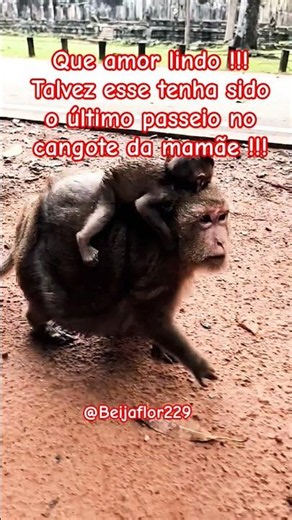 Talvez tenha sido seu último passeio no cangote da mamãe !!! #bebê #monkey #despedida #tristeza