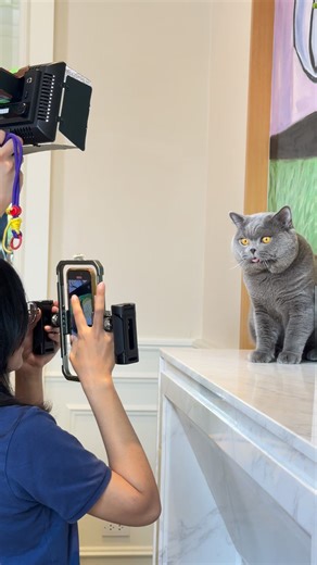 อ้วนเป็นเด็กดี #เอเธนส์แมวขุนแผนนครสวรรค์ #ฟอร์เรสแมวดื้อ #lovecats #cuddlebell #britishshorthaircat #ทาสแมว | Athens Bellbell