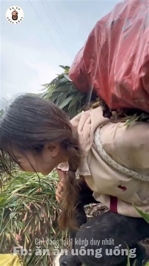 96K views · 3.8K reactions | Lên bản thu hoạch gừng rồi mang ra chợ bán #anuong #mukbang #food #viral #xuhuong #chinafood #foodtour #douyin | Ẩm Thực Núi Rừng | Facebook