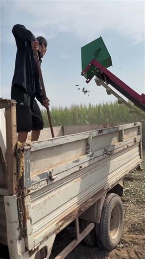 Peanut Harvesting Process with Picker Machine
