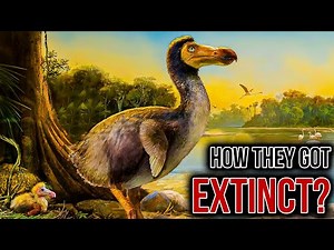 The REAL reason The Dodo Went Extinct