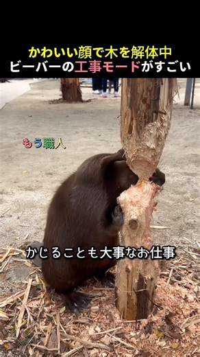 かわいい顔で木を解体中ビーバーの工事モードがすごい