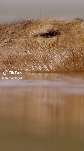 Animal Planet on TikTok